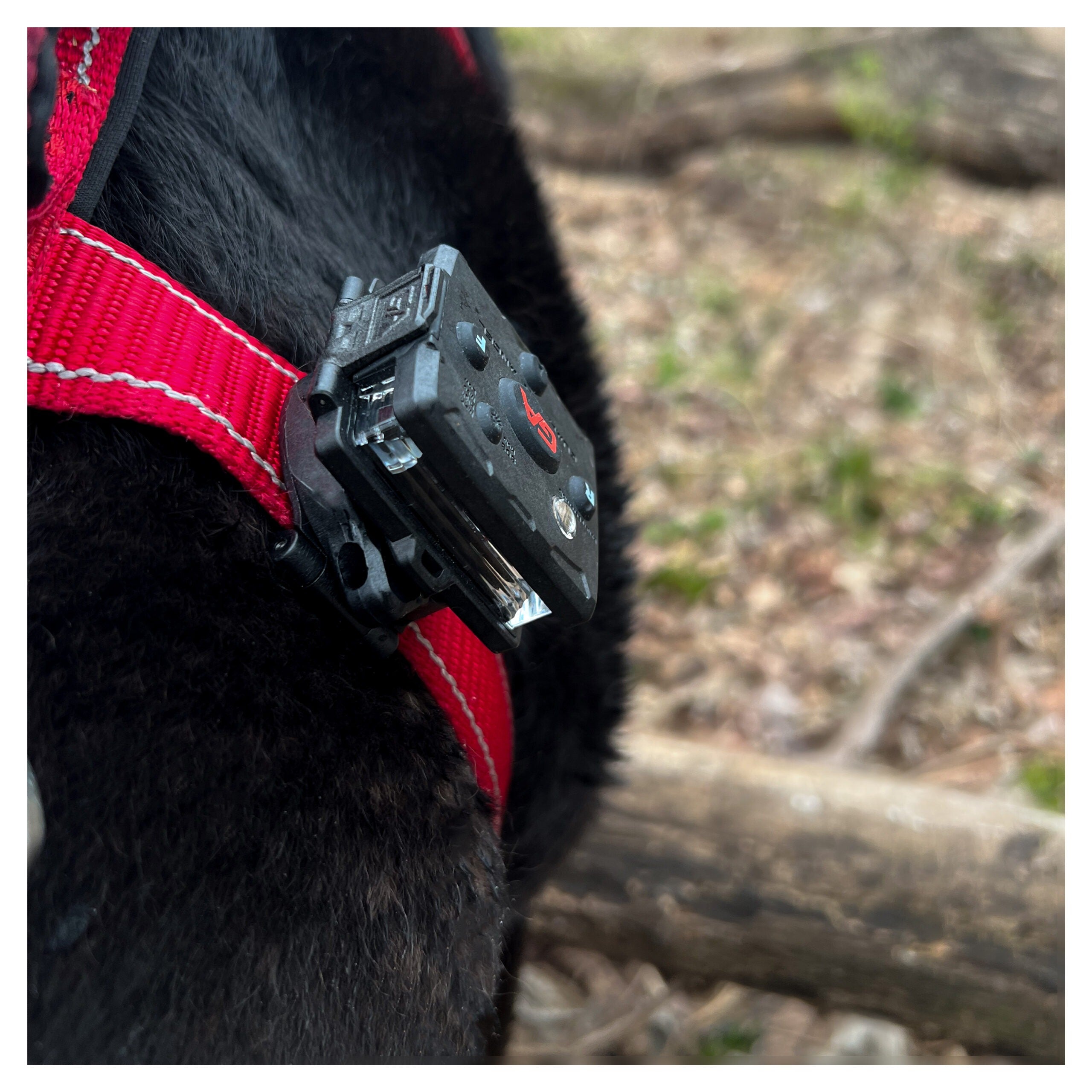 Guardian Angel Snap Latch Mount & Screw-On (K9)